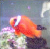 Melanopus Clown