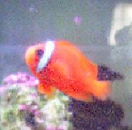 Melanopus Clown