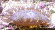 flower/rock anemone