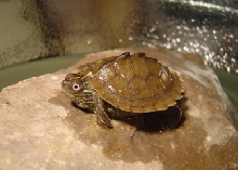 newturtle1