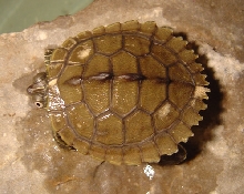 newturtle2