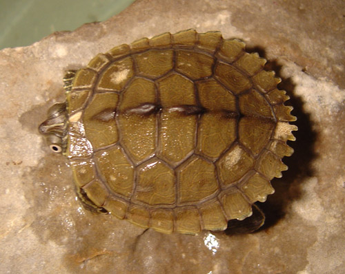 newturtle2