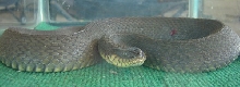 yellow water snake