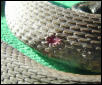 yellow water snake3