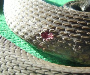 yellow water snake3
