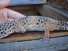 leopard2