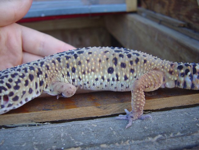 leopard2