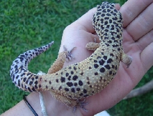 leopard1