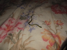 baby green snake