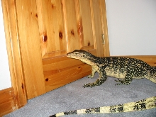 Walking around the room