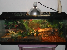 green snake tank