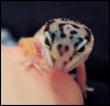 Echo- cute