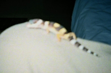 Exploring On My Knee