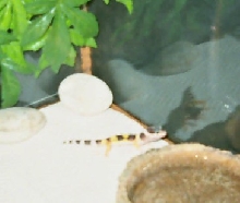 MMMM...Crickets...