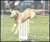 Carson flyin high, USDAA Trial