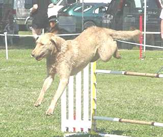 Carson flyin high, USDAA Trial
