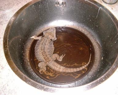 Buster is taking a bath