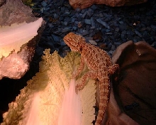 Bandit my little sandfire female