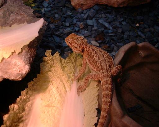 Bandit my little sandfire female