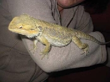 Brutus my gold male