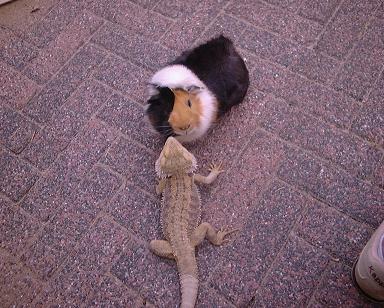Brutus and Moppy