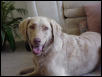 This is Carson, my Chesapeake Bay Retriever, isn't he handsome!?