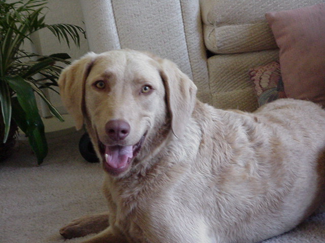 This is Carson, my Chesapeake Bay Retriever, isn't he handsome!?