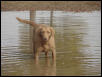 Carson loves playing in his pond.
