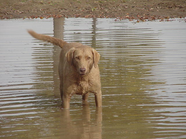 Carson loves playing in his pond.