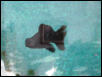 Another view-Butterfly Fin Black Moore