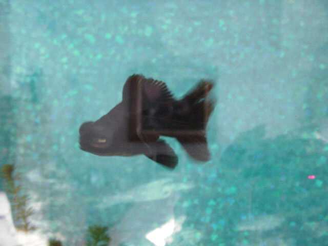 Another view-Butterfly Fin Black Moore