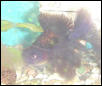 New! Butterfly fin Black Moore