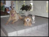 My fur-kids