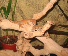 Our babies Chain & Sprokett