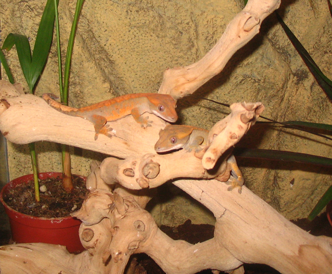 Our babies Chain & Sprokett