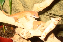 Our Crested Gekos Chain & Sprokett