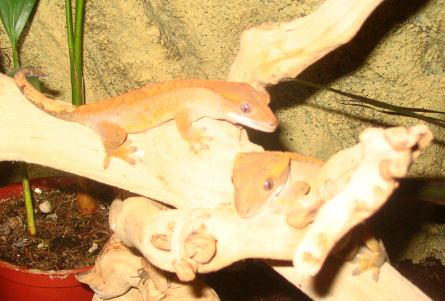 Our Crested Gekos Chain & Sprokett
