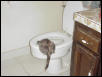 I believe my kitty is confused!