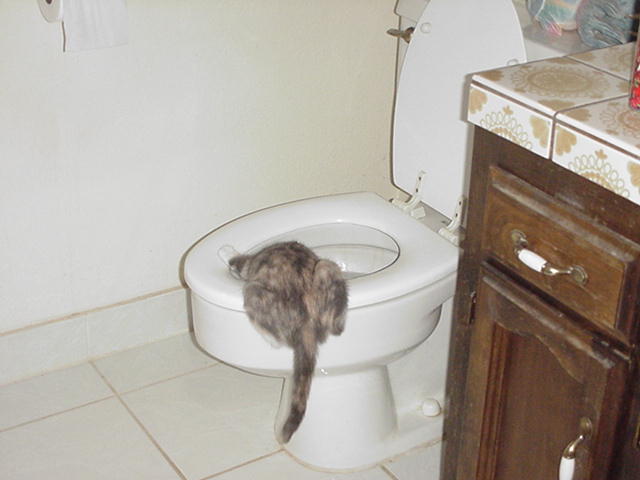 I believe my kitty is confused!