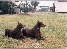 Misty & Duke