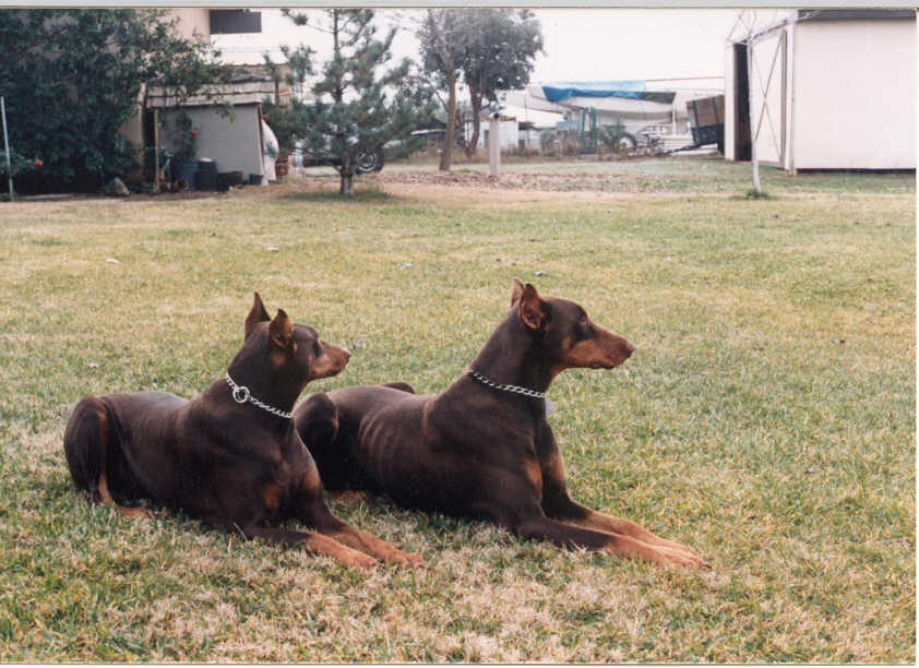 Misty & Duke