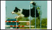 Reata flyin high
