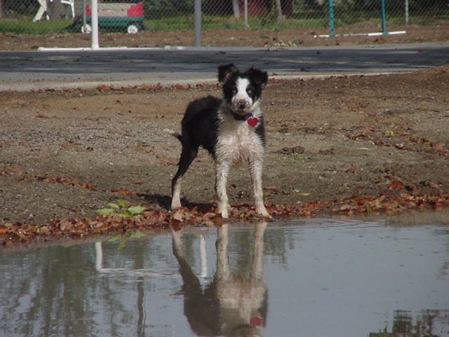 Border Collie gone retriever!  Reata at 5 months