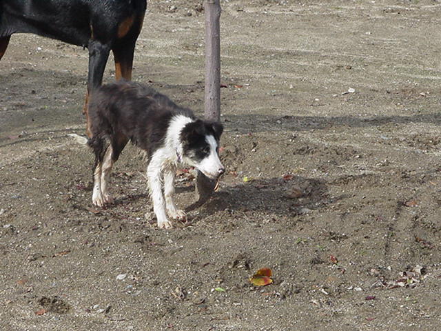 Reata staring intently.