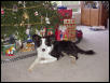 Reata posing with Christmas presents