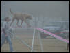 Carson on the dog-walk, USDAA Trial, burrr this one was cold!