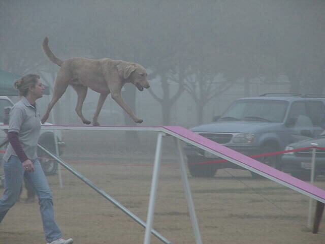 Carson on the dog-walk, USDAA Trial, burrr this one was cold!