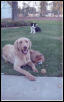 My fur-family