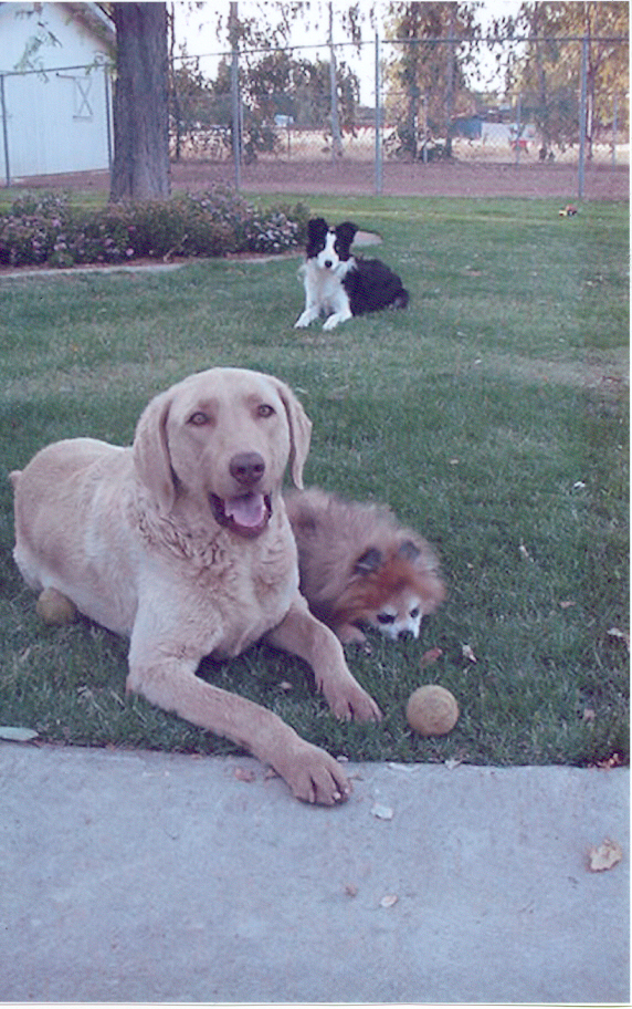 My fur-family