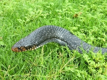 Eastern Indigo